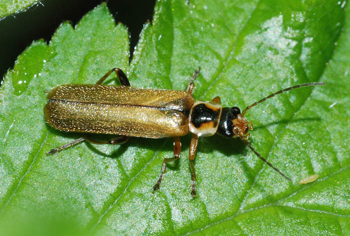 Cantharis nigricans e Cantharis cfr decipiens